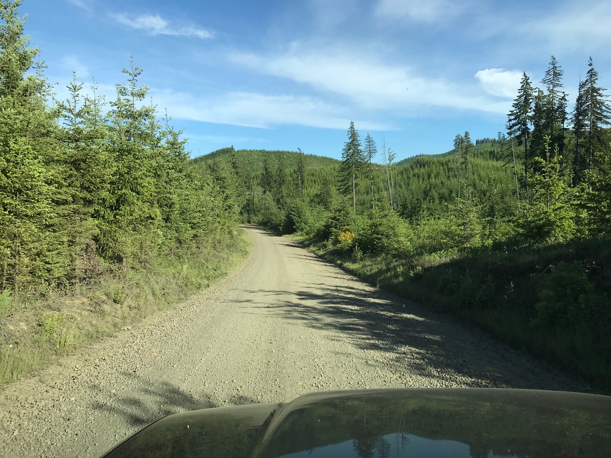 logging road to the Valley of the Giants