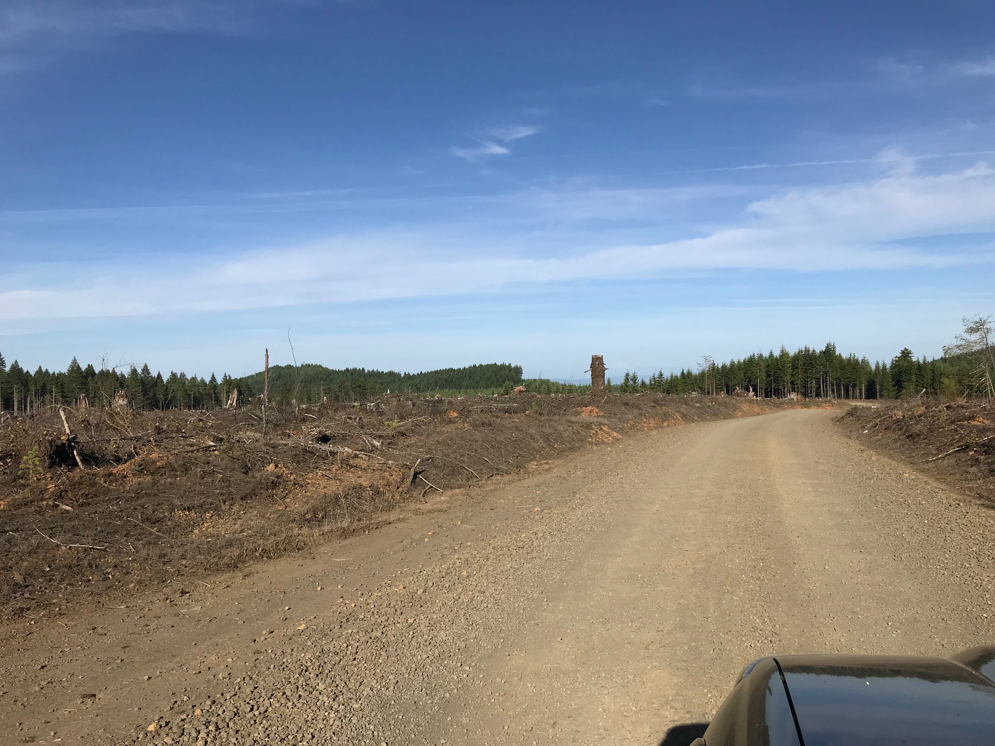 logging road to the Valley of the Giants