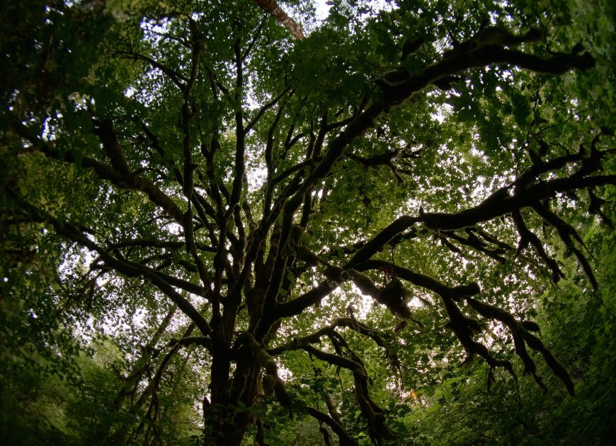 redwood creek trail, redwood national park