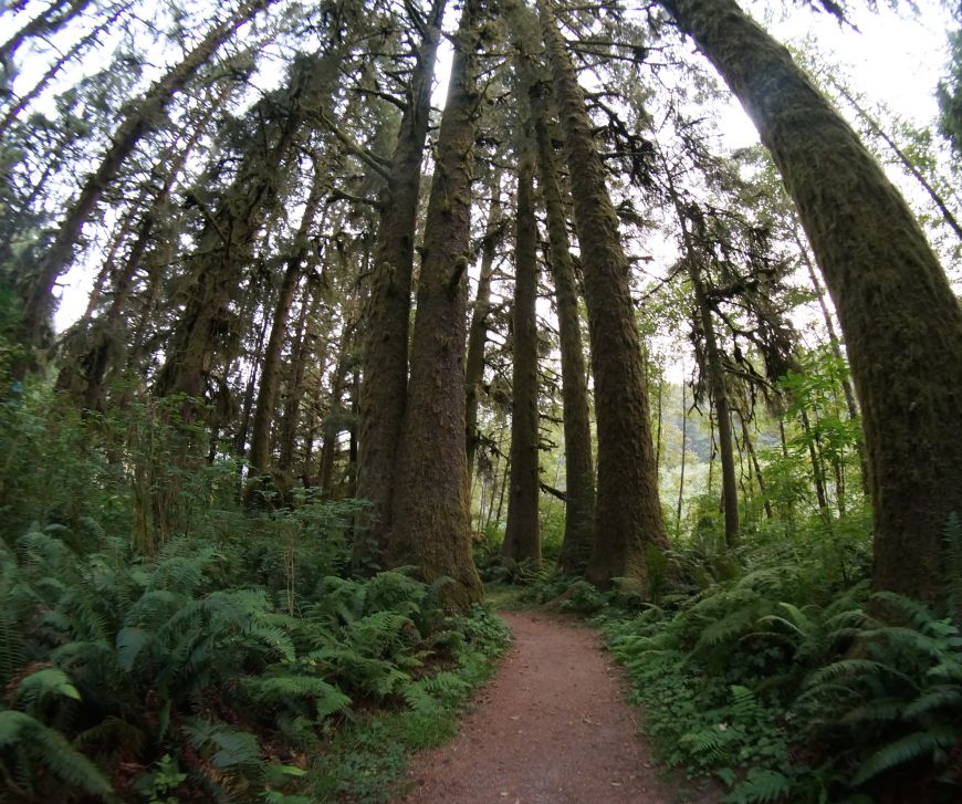 redwood creek trail, redwood national park