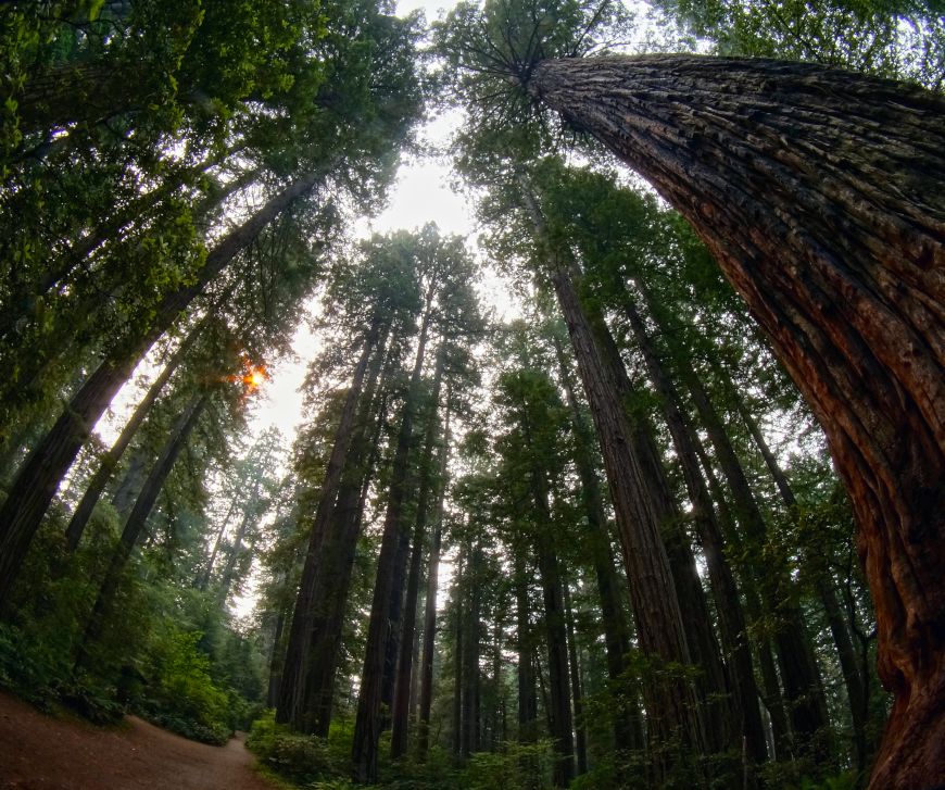 redwood national park