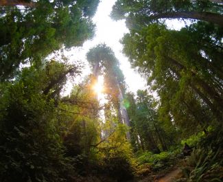 Redwood Trails Horse Rides, horseback riding in the Redwood National Park near Orick California