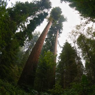 Redwood Trails Horse Rides, horseback riding in the Redwood National Park near Orick California