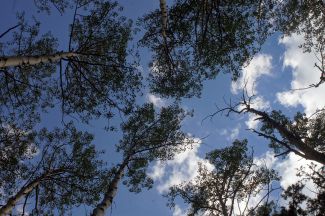 Looking up at aspen trees