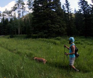 Hiking dog on Colorado hiking trail to Modeno Lake