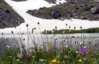 Modeno Lake wild flowers